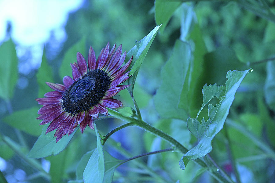 Beautiful Purple Sunflower Photograph