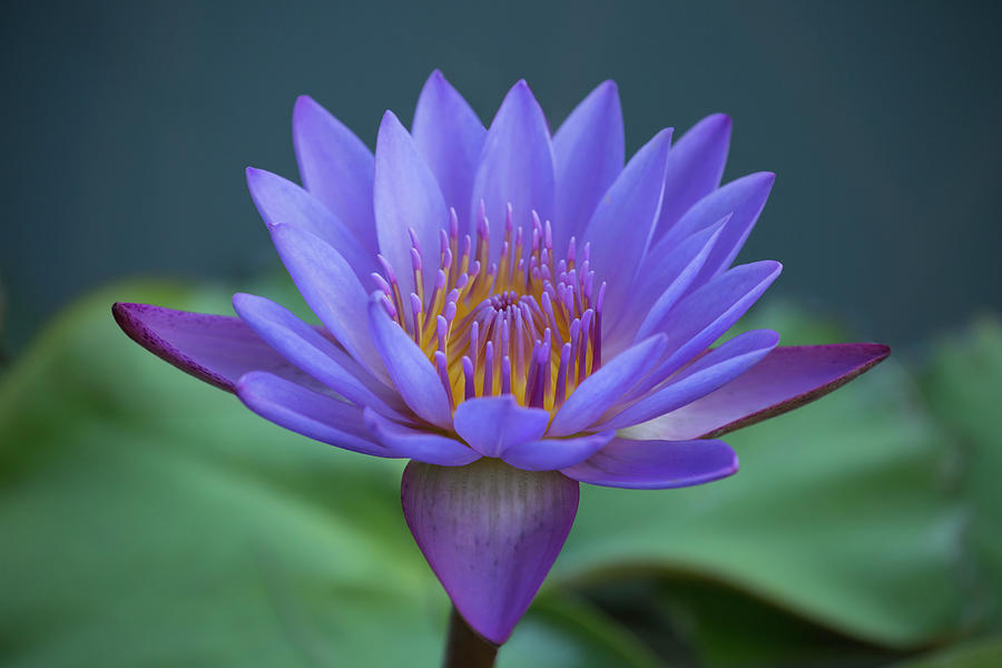 Beautiful Purple Water Lily Photograph by Lindley Johnson