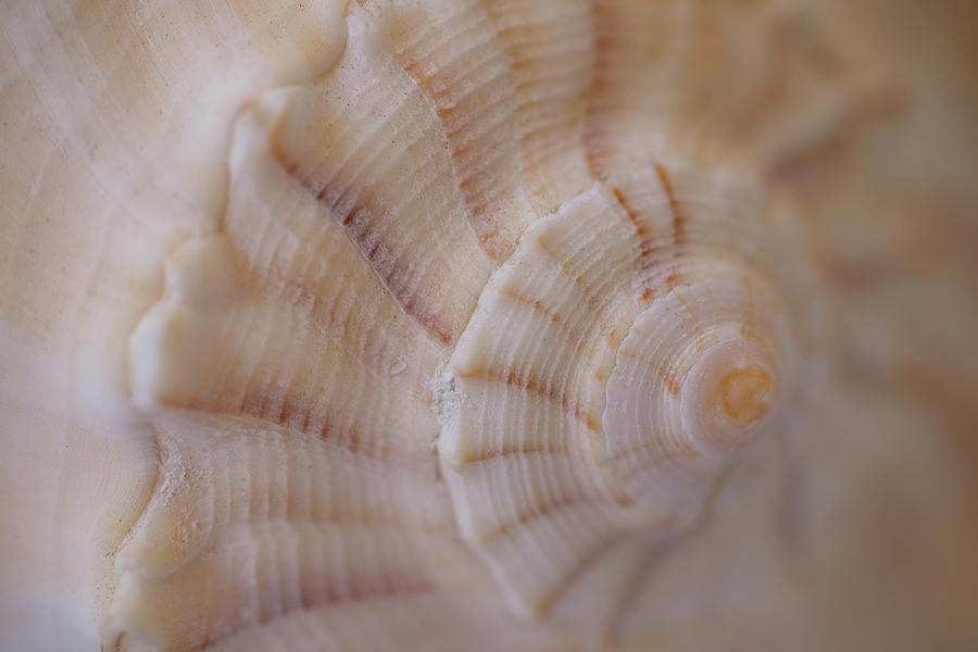 Beautiful Queen Conch Shell Photograph by Tina Horne Beautiful Queen Conch Shell Photograph by Tina Horne