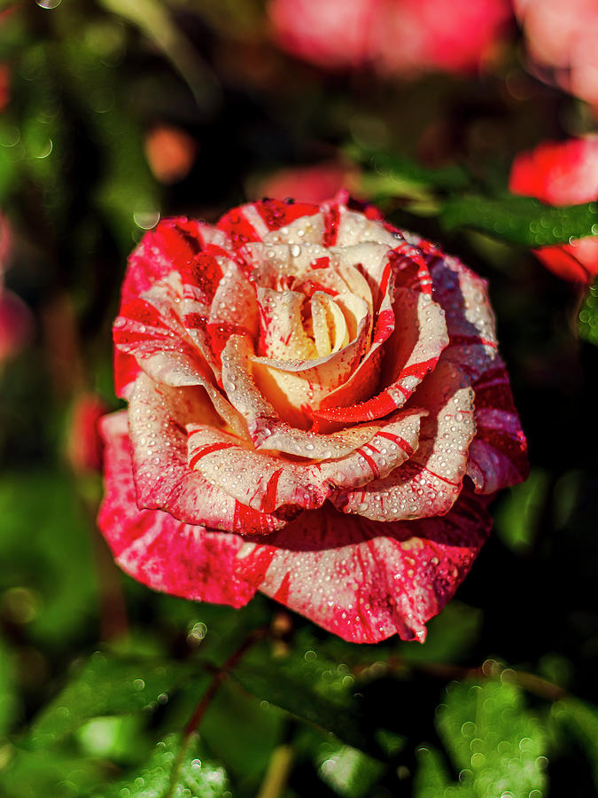 Beautiful Red and White Rose Photograph by Rob Green