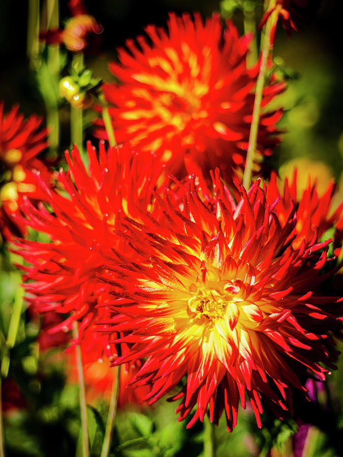 Beautiful Red and Yellow Dahlias Photograph by Rob Green