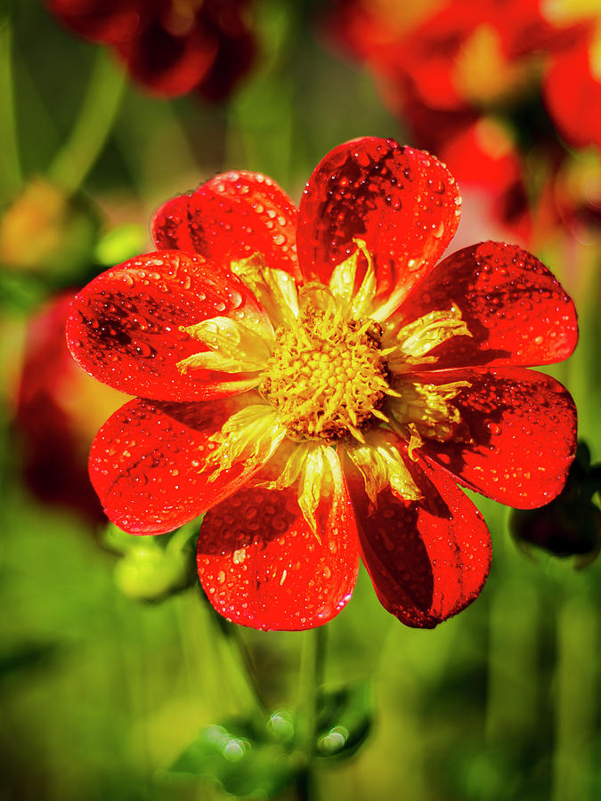 Beautiful Red and Yellow Flower Photograph by Rob Green