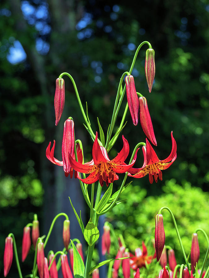 Beautiful Red Canada Lilies Photograph by Marianne Campolongo
