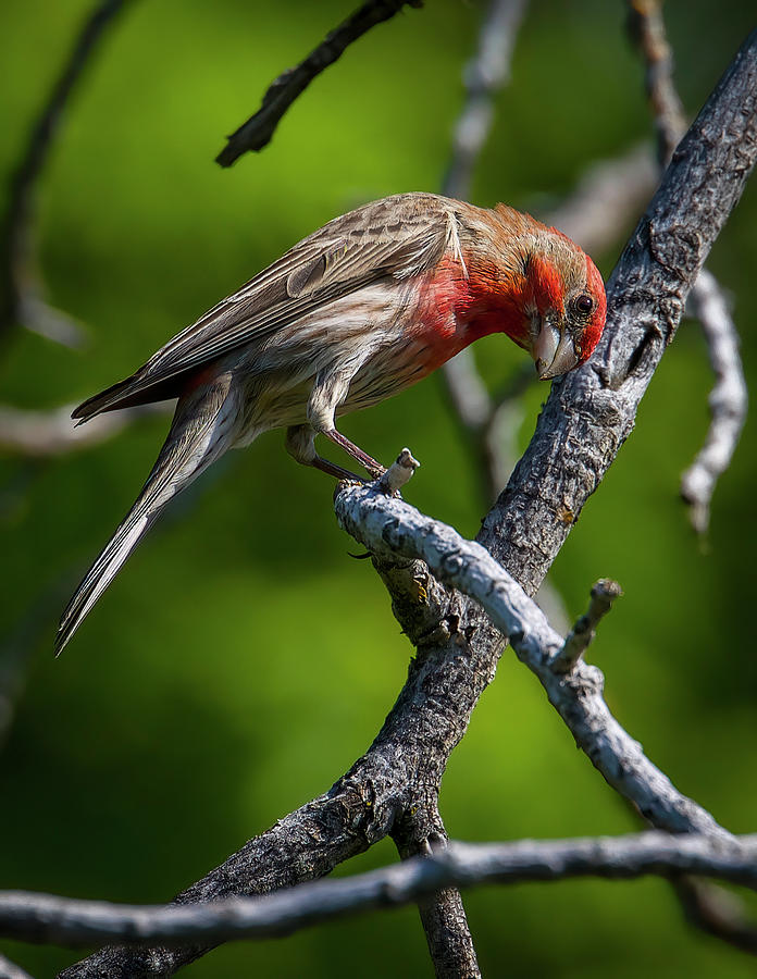 Beautiful Red Photograph by Dan Kinghorn - Fine Art America