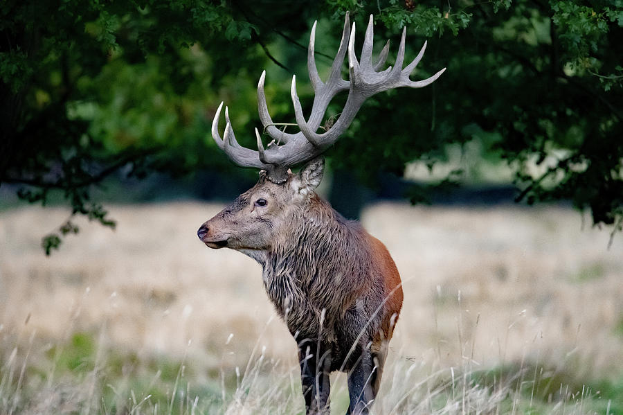 Beautiful red deer stag Photograph by Daniel Faisst - Fine Art America