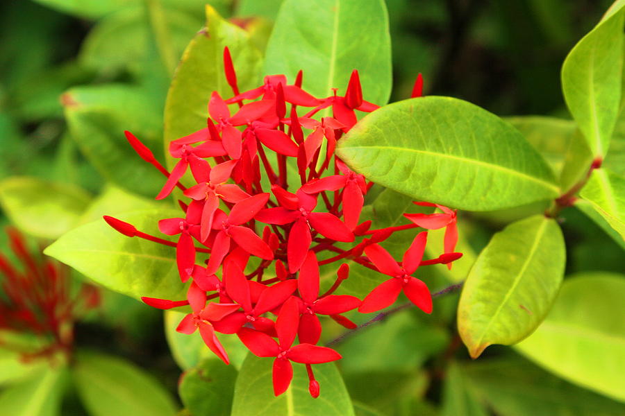 Beautiful Red Flowers Photograph by Gypsy Soul - Fine Art America