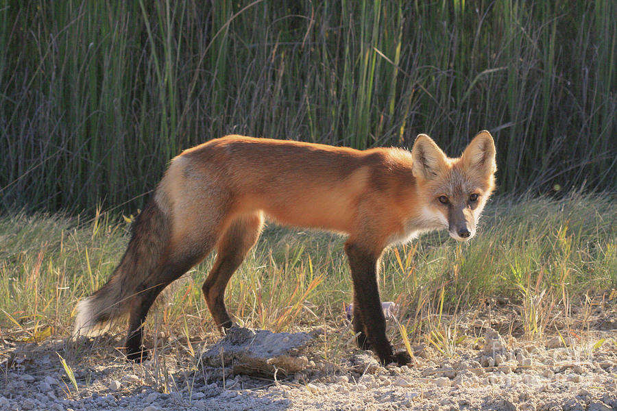 Beautiful Red Fox Photograph