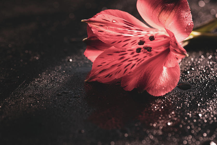 Easter Photograph - Beautiful red freesia flower on black background by Ognian Setchanov