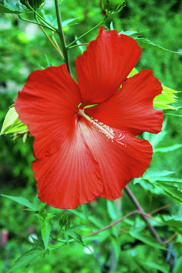 Beautiful Red Hibiscus Photograph