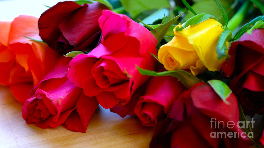 Rose Photograph - Beautiful red, pink, yellow and orange roses, closeup macro. by Milleflore Images