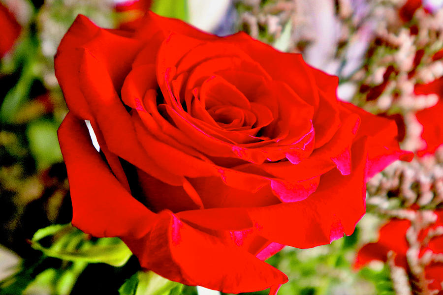 Beautiful Red Rose Photograph by Elijah Rael
