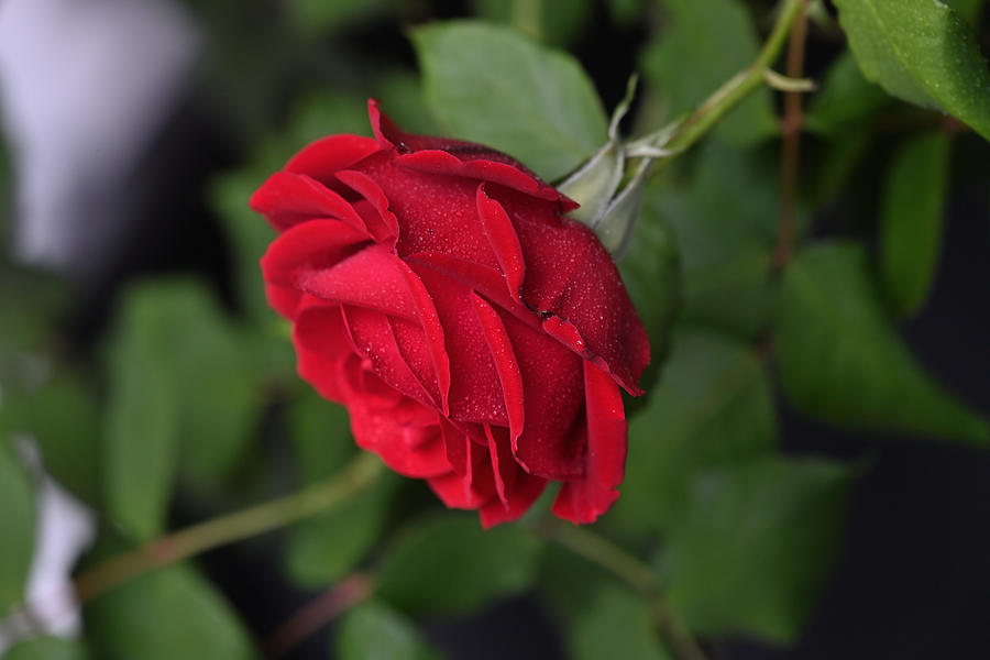 Beautiful Red Rose - Fully Bloomed Photograph by Amazing Action Photo Video