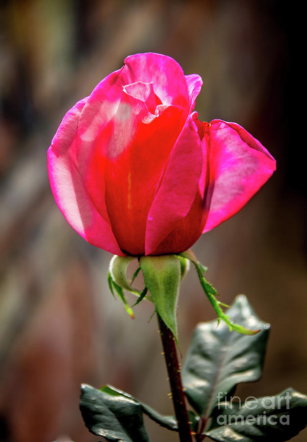 Beautiful Red Rosebud Photograph by Robert Bales - Fine Art America