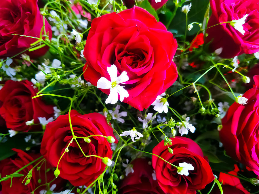 beautiful red and white roses