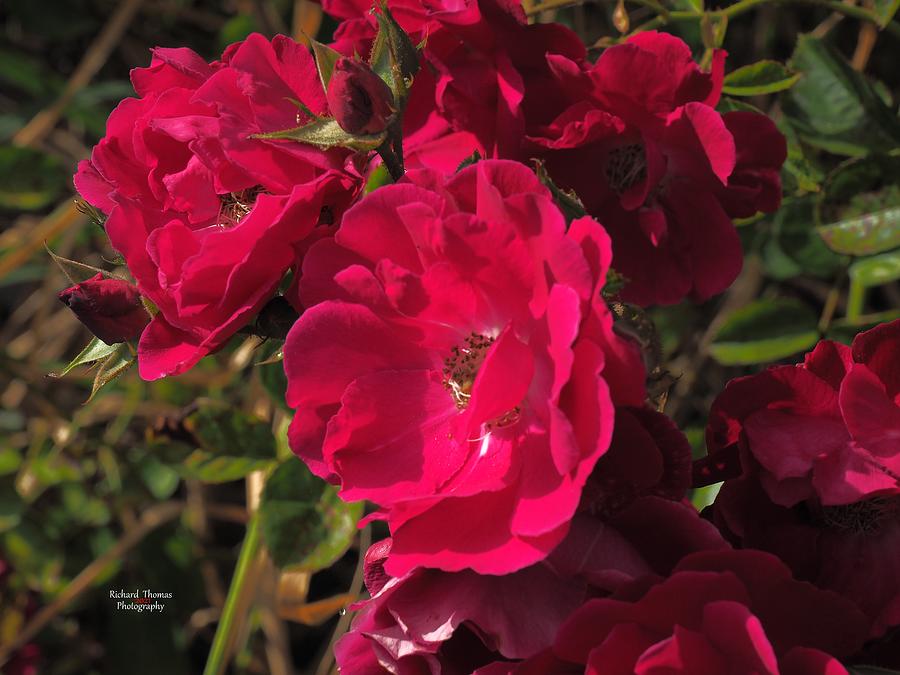 Beautiful Red Roses Photograph by Richard Thomas
