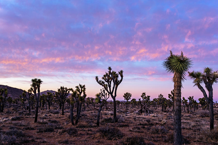 Beautiful Red Sunset over Joshua Tree National Park Joshua Tree California Photograph by Toby McGuire