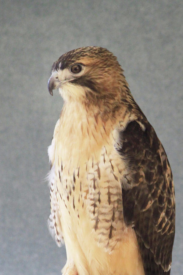 Beautiful Red-Tailed Hawk Photograph by Linda Goodman - Fine Art America