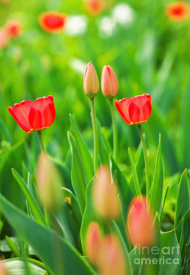 Beautiful Red tulips on a sunny day Photograph by Boon Mee