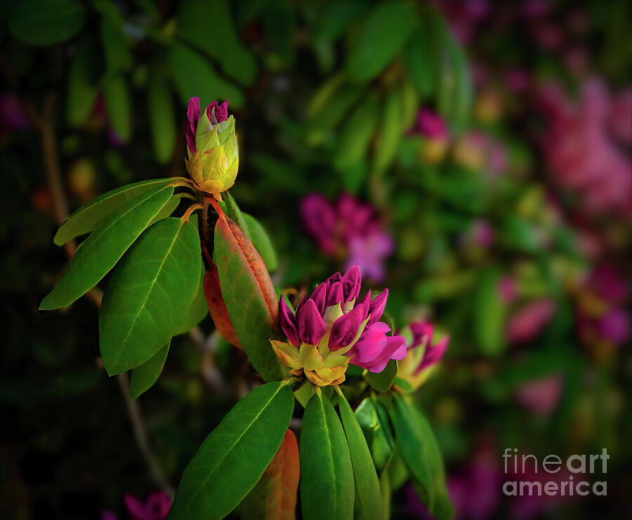 Beautiful Rhododendrons on Grandfather Mountain Photograph by Shelia Hunt