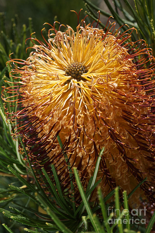 Beautiful Rich Golden Banksia Flower Photograph by Joy Watson