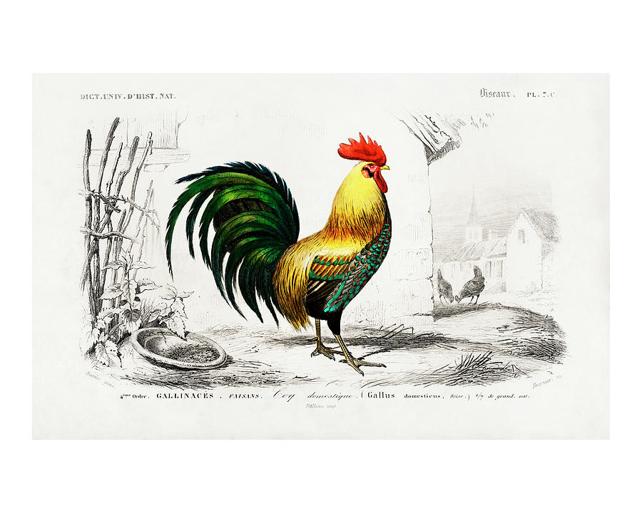 Beautiful Roostercock Vintage Illustrated By Charles Dessalines D Orbigny Digital Art