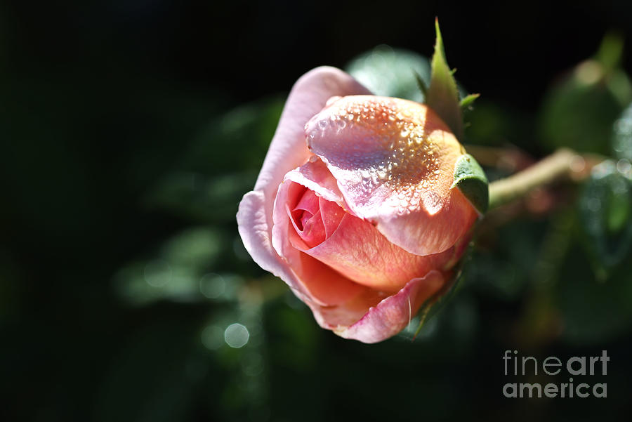 Beautiful Rose Bud Pink In Lush Photograph by Joy Watson