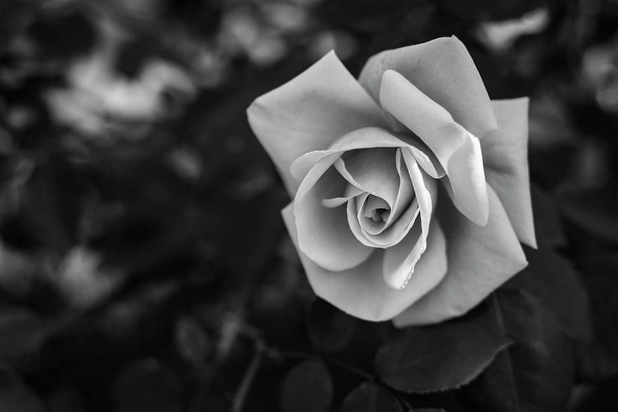 Beautiful Rose Photograph by Martin Vorel Minimalist Photography