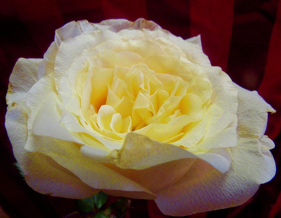 Beautiful Rose Photograph by Stephanie Moore