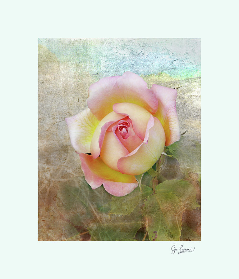 Beautiful Rose Photograph by Sue Leonard