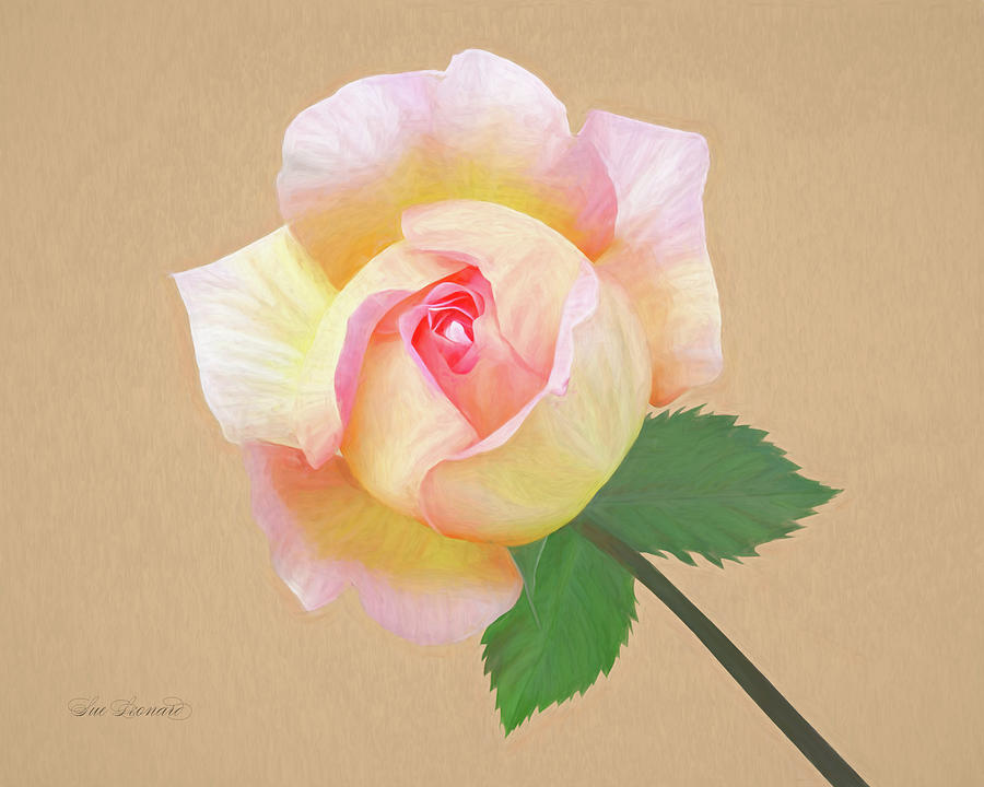 Beautiful Rose V2 Photograph by Sue Leonard