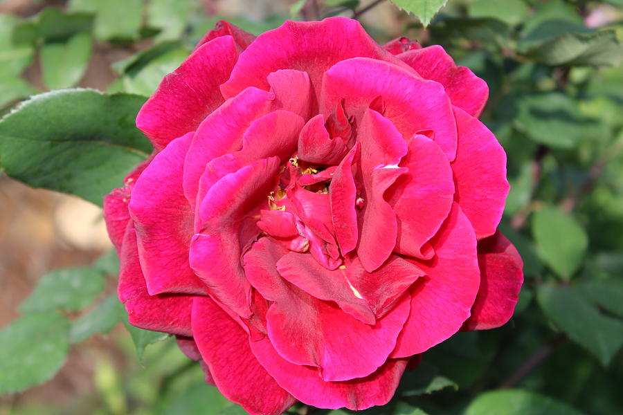 Beautiful Rose Photograph