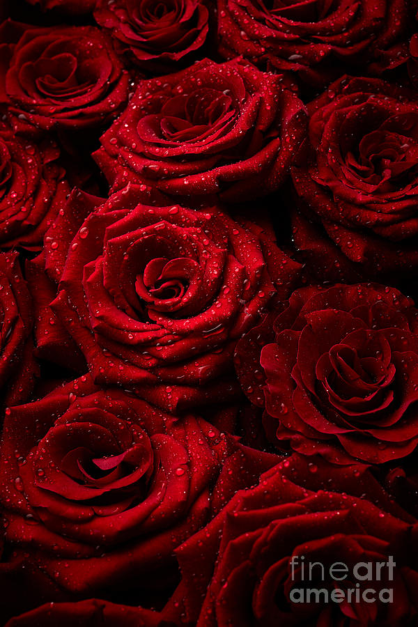 Beautiful roses Photograph by Boon Mee