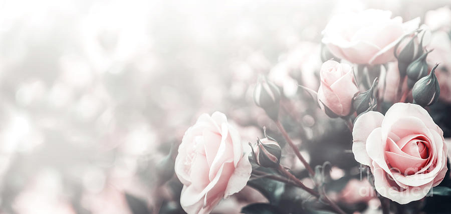 Beautiful pastel roses in garden Photograph by Jelena Jovanovic