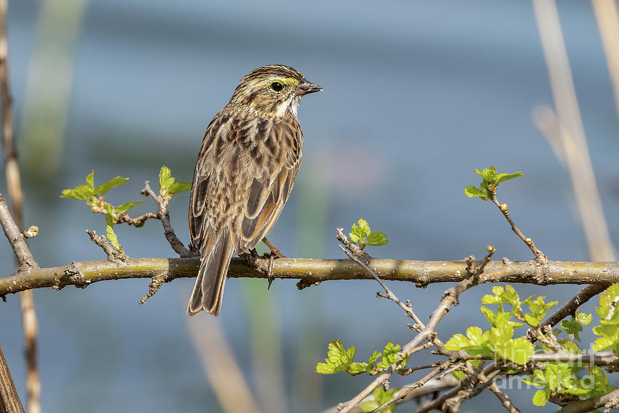 Beautiful savannah sparrow Photograph by Sam Rino