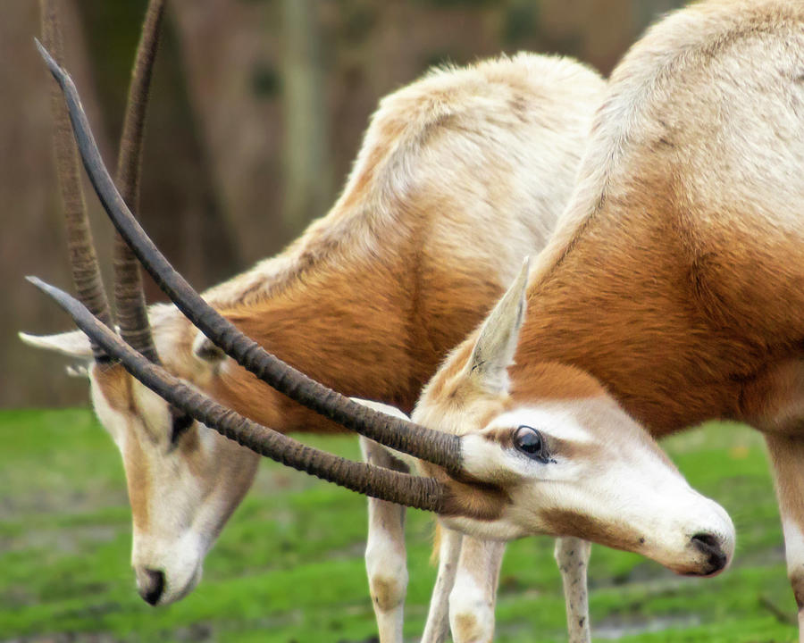 Beautiful Scimitar-horned Oryx Antelopes Photograph