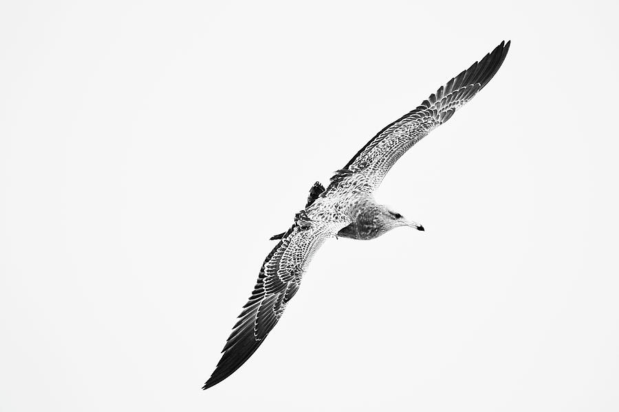 Beautiful Seagull In Sky Black And White Photograph
