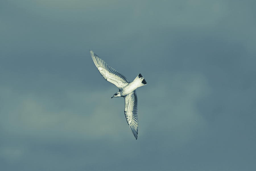 Beautiful seagull soaring through the summer sky - duotone Photograph by Ulrich Kunst And Bettina Scheidulin