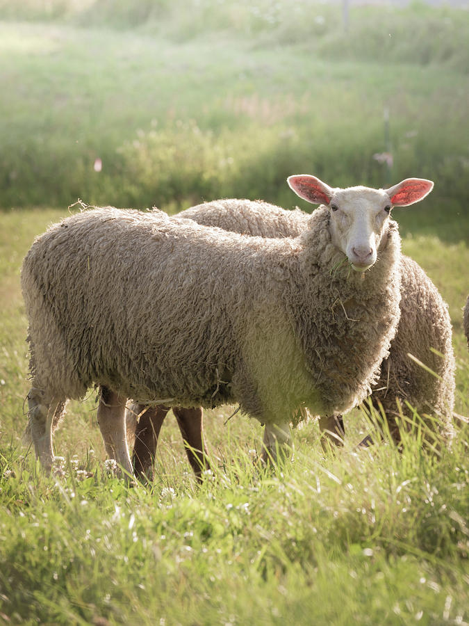 Beautiful Sheep Photograph
