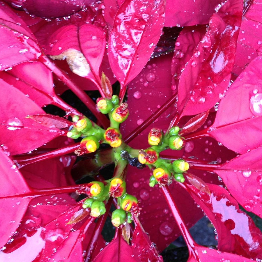 Beautiful shiny pink flowers with green stigma Photograph by Rebecca ...