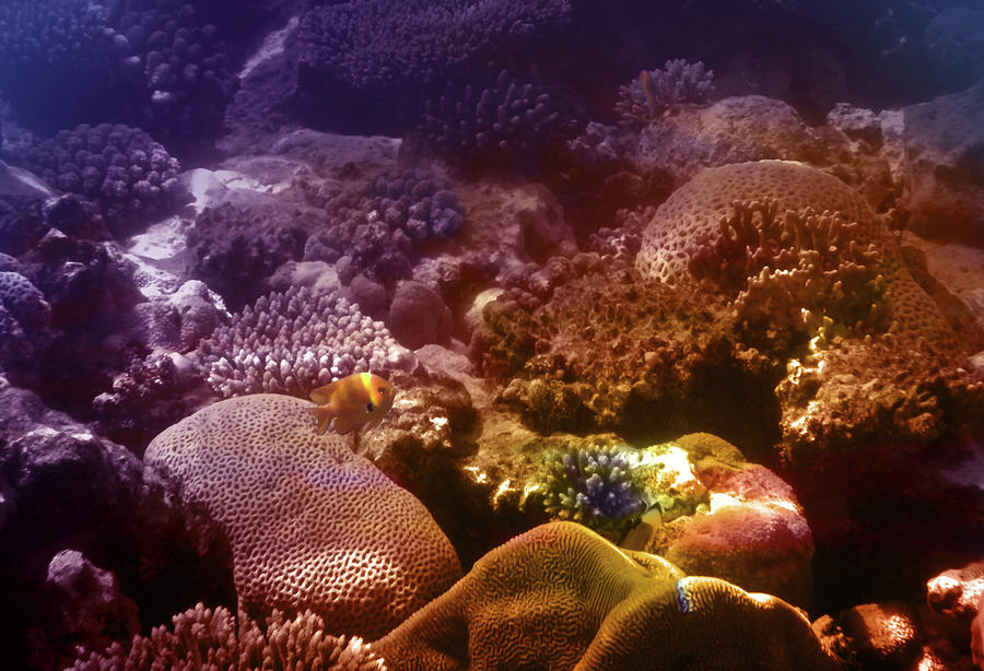 Beautiful Silent Underwater World Photograph by Johanna Hurmerinta