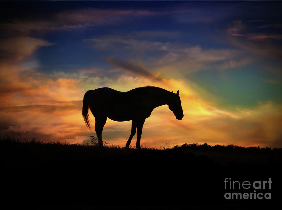 Beautiful Silhouetted Horse in Colorful Sunrise Photograph by Stephanie Laird