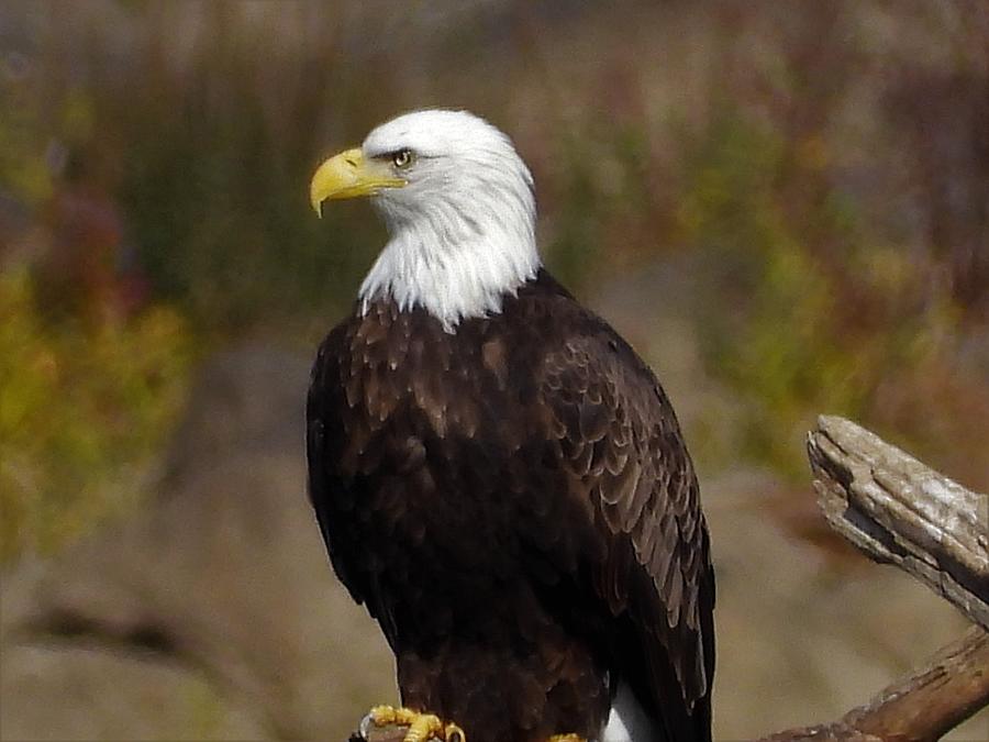 Sitting Pretty Photograph by Joan Stanton | Fine Art America