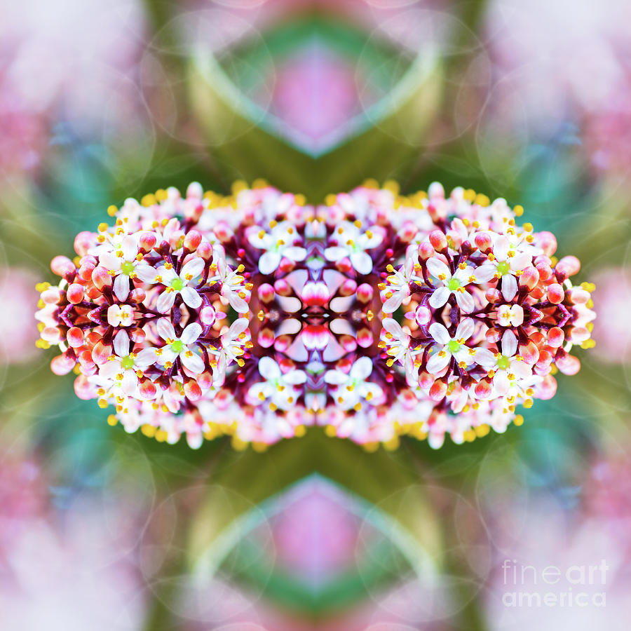 Beautiful Skimmia Japonica Rubella flowers macro surreal shaped symmetrical kaleidoscope Photograph by Gregory DUBUS