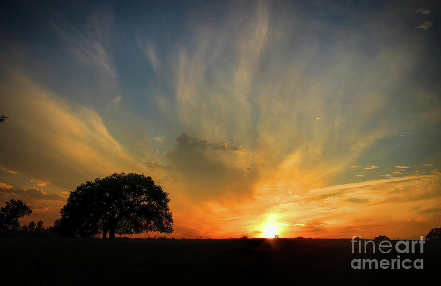Beautiful Sky with Country Oak Tree Photograph by Stephanie Laird