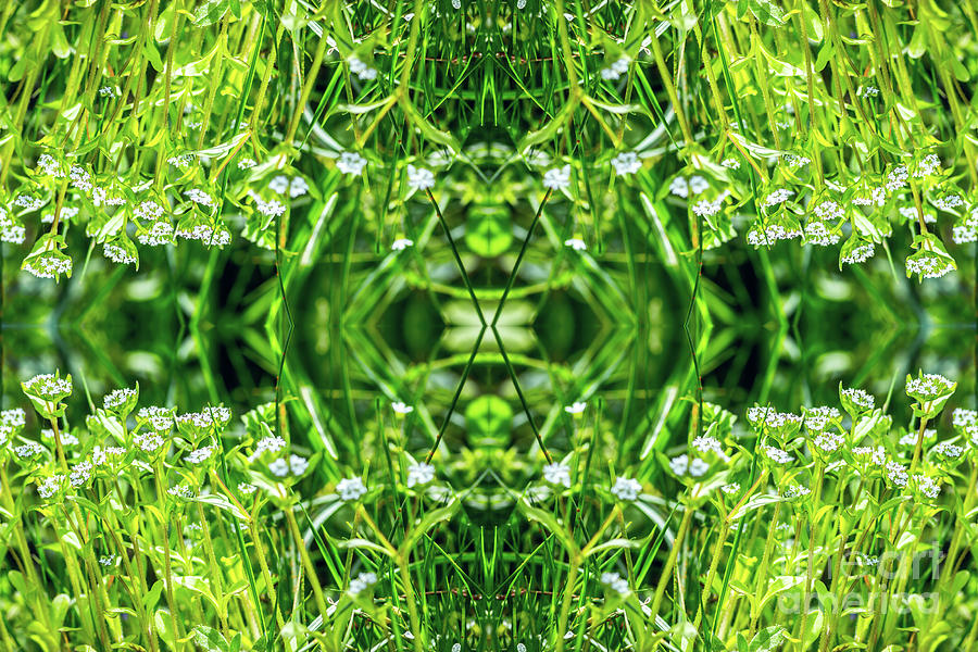 Beautiful small flowers grass blossoming macro surreal shaped symmetrical kaleidoscope Photograph by Gregory DUBUS
