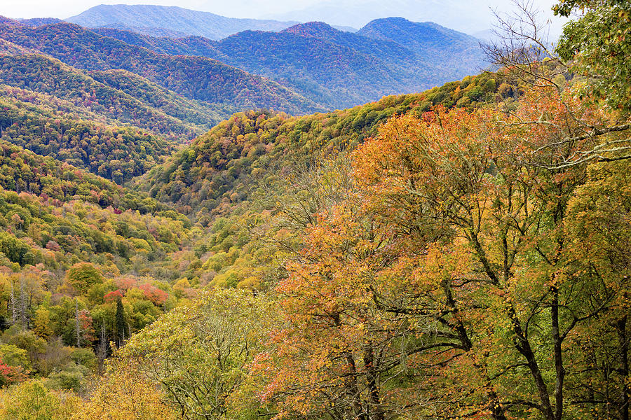 Beautiful Smoky Mountains Fall Colors In Trees Photograph By Carol 