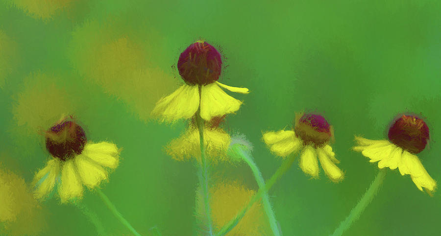 Beautiful Sneezeweed Wildflowers  Photograph by Kathy Clark