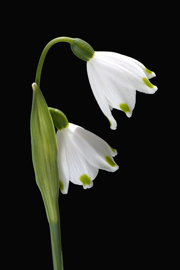 Nature Photograph - Beautiful Snowdrops Spring Flowers Delight by Joy Watson