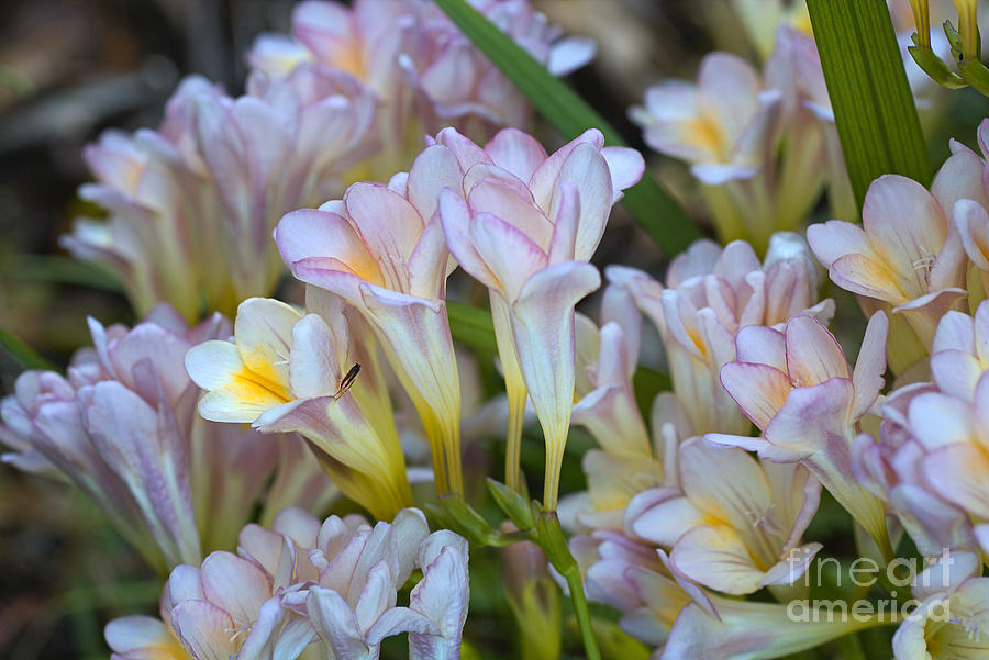 Beautiful Soft Toned Freesias Photograph by Joy Watson