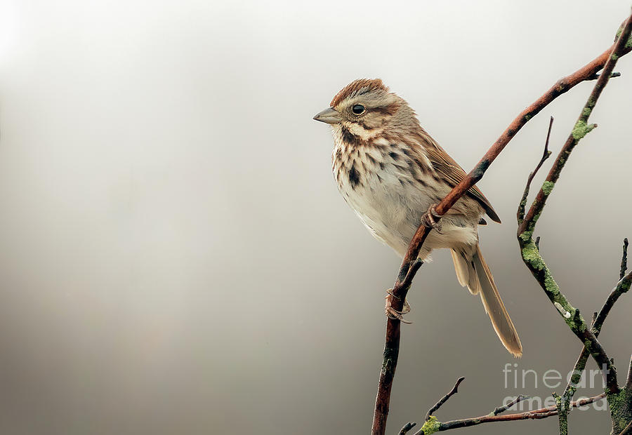 Beautiful song sparrow  Photograph by Sam Rino